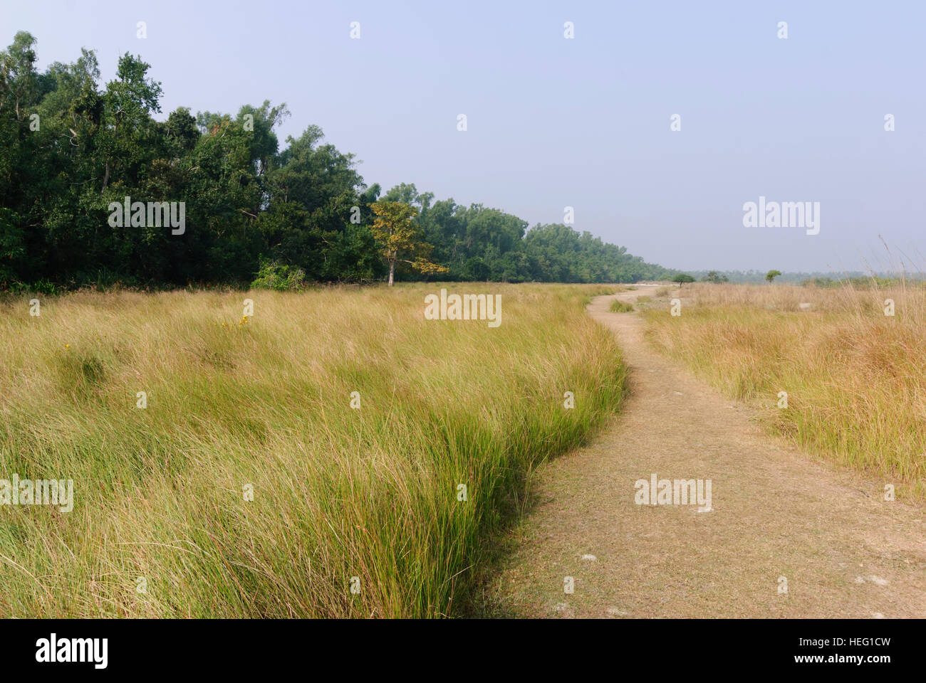 Parco Nazionale della Sundarbans: Prateria presso il golfo del Bengala, Khulna Division, Bangladesh Foto Stock