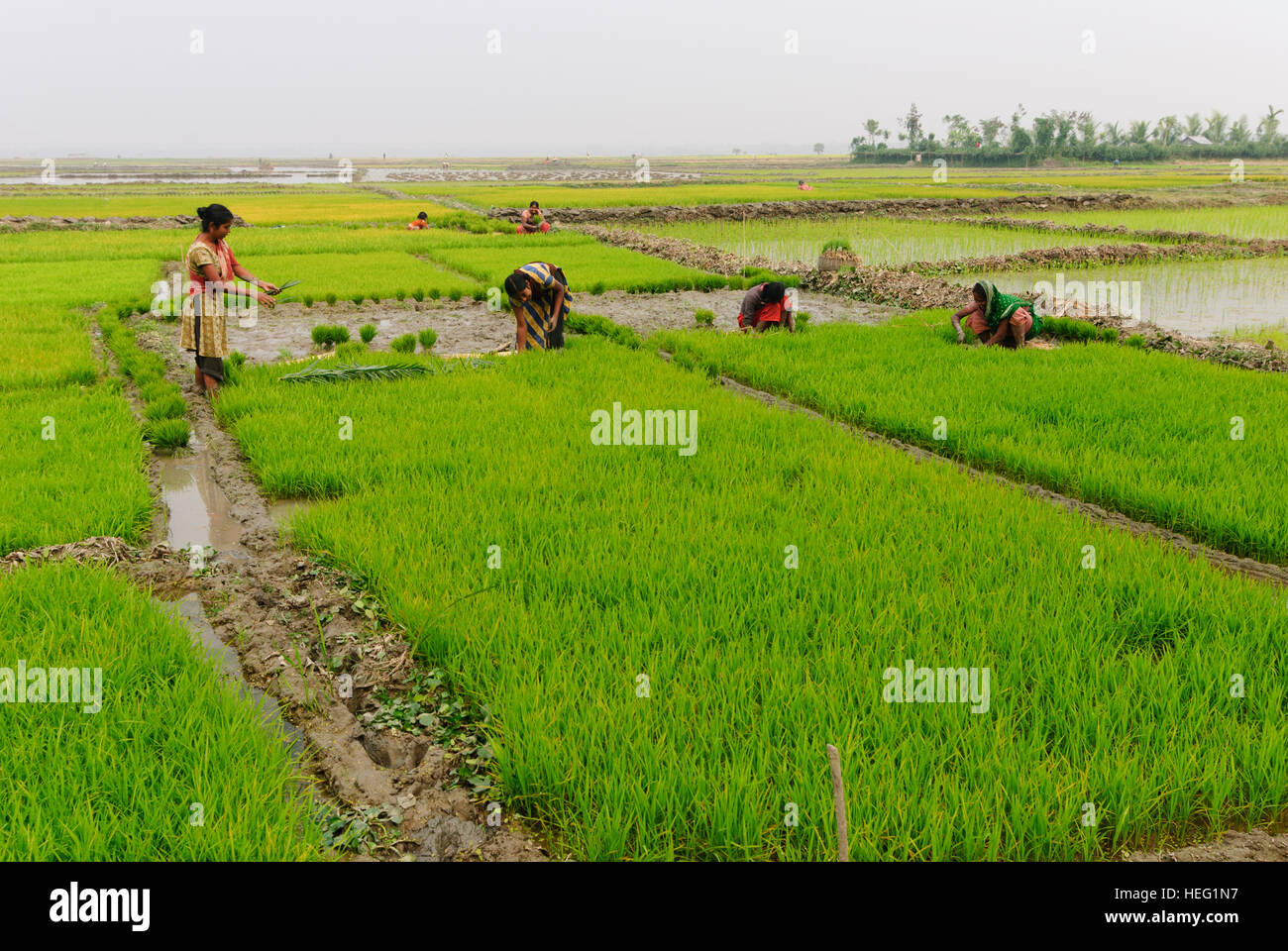 Hariargup: campi di riso, donne pianta di riso, Khulna Division, Bangladesh Foto Stock