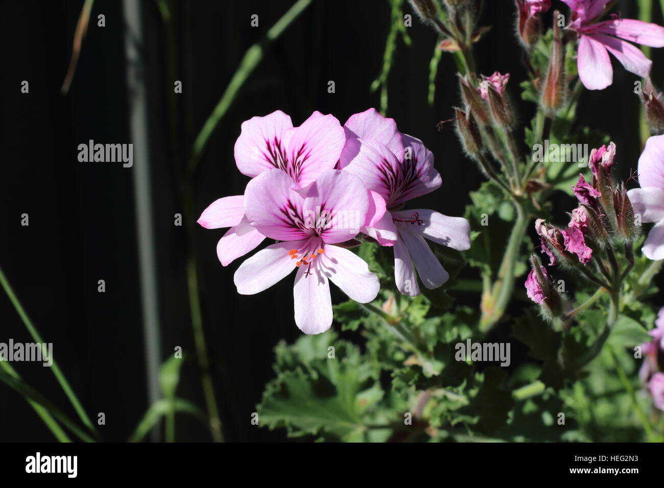 Close up di Pelargonium citrosum o noto come repellenti per zanzare impianto o stabilimento di citronella Foto Stock Close up di Pelargonium citrosum o noto come repellenti per zanzare impianto o stabilimento di citronella Foto Stock
