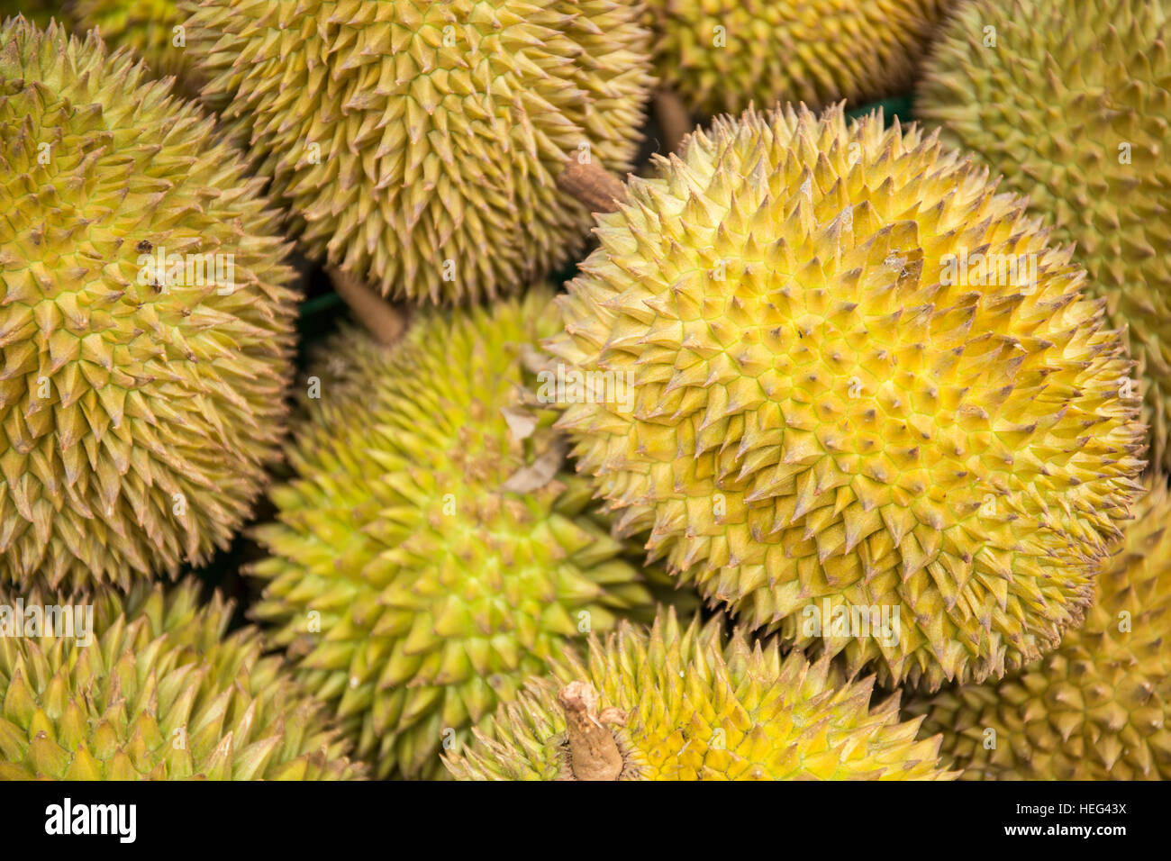Frutta Durian (Durio zibethinus) sul mercato, stinky frutta, Kandy, Sri Lanka Foto Stock
