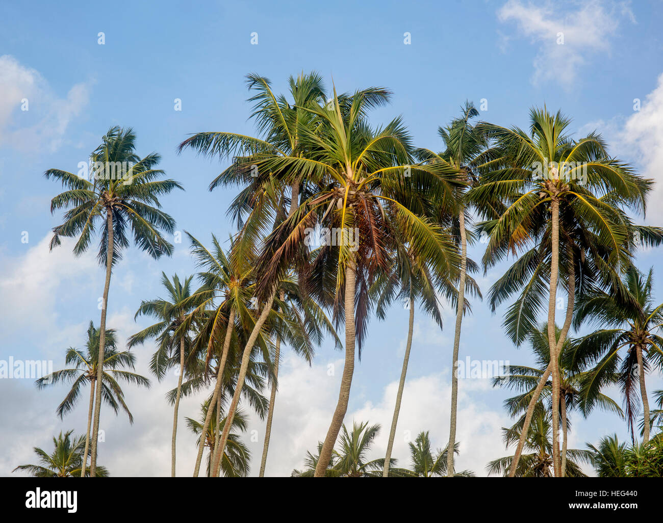 Gli alberi di cocco contro il cielo blu, Sri Lanka Foto Stock