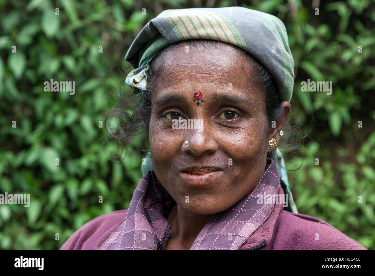 Donna indigena, raccoglitrice di tè, vicino a Nuwara Eliya, provincia centrale, Sri Lanka Foto Stock