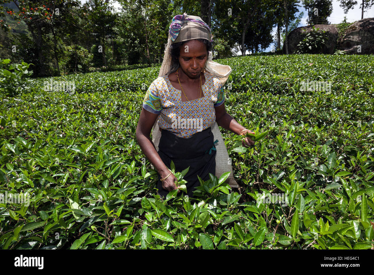 Raccoglitrice di tè, tè (Camellia sinensis), Highlands coltivazione, Glenloch plantation, Thawalanthenna, provincia centrale, Sri Lanka Foto Stock