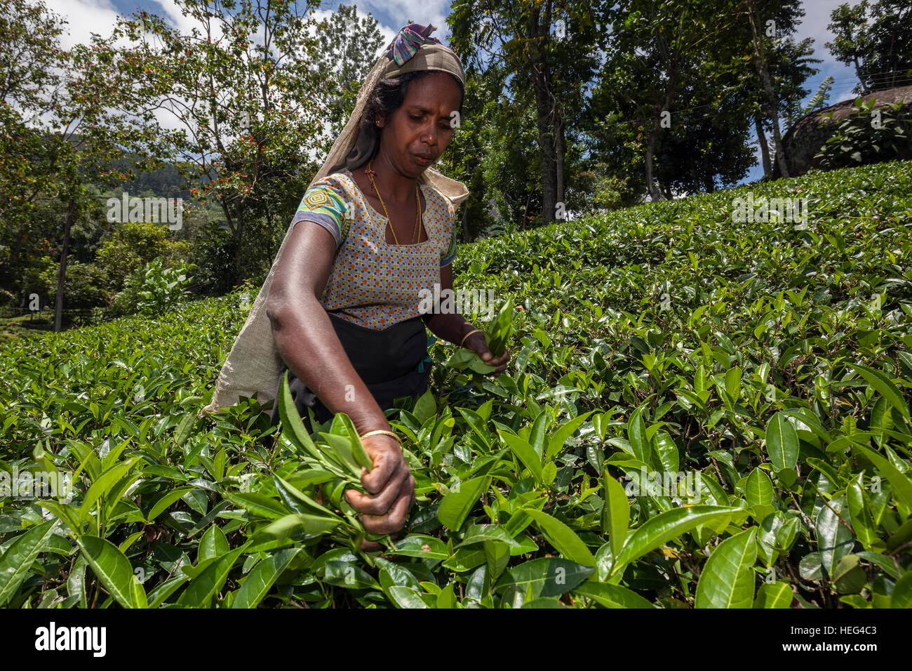 Raccoglitrice di tè, tè (Camellia sinensis), Highlands coltivazione, Glenloch plantation, Thawalanthenna, provincia centrale, Sri Lanka Foto Stock