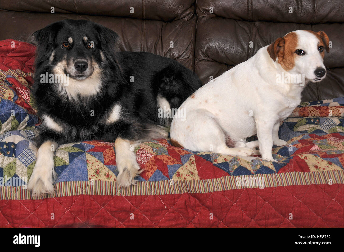 Jack Russell Terrier e Border Collie cani Foto Stock