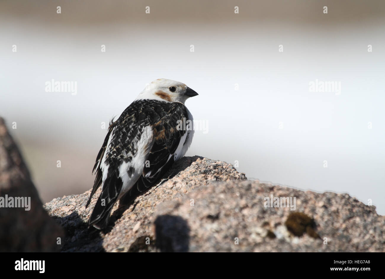 Un maschio di Snow Bunting (Plectrophenax nivalis) in estate piumaggio, seduto su una roccia in alta montagna scozzese. Foto Stock