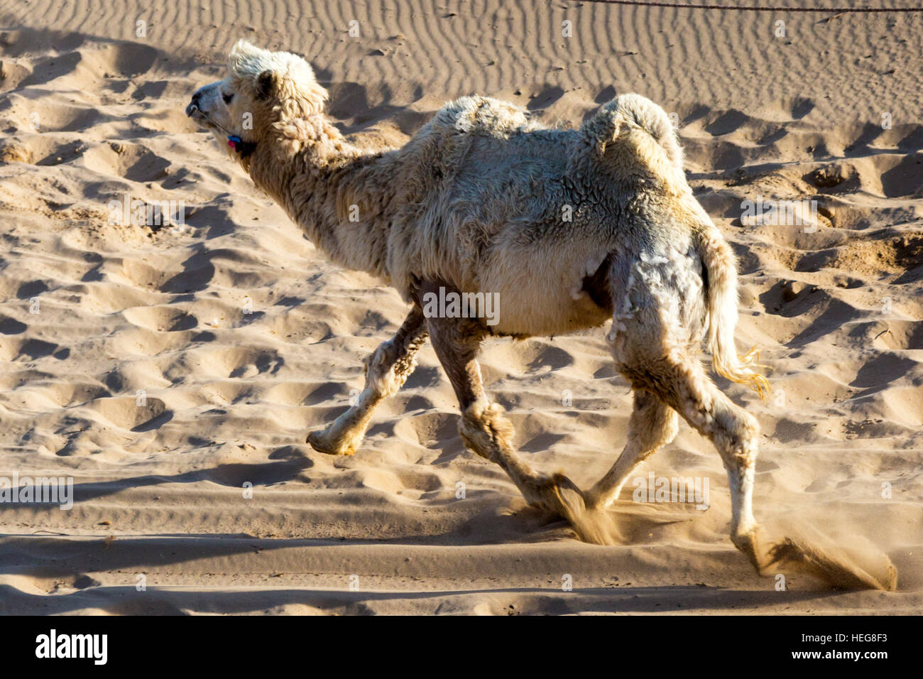 Allevamento di cammelli,Sand Lake, Shizuishan, Ningxia, Cina Foto Stock