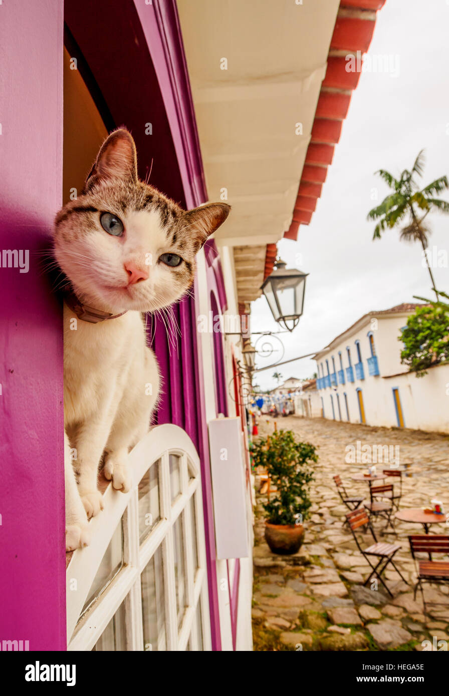 Il Brasile, Stato di Rio de Janeiro, Paraty, Gatto sulla finestra della casa coloniale nella Città Vecchia. Foto Stock