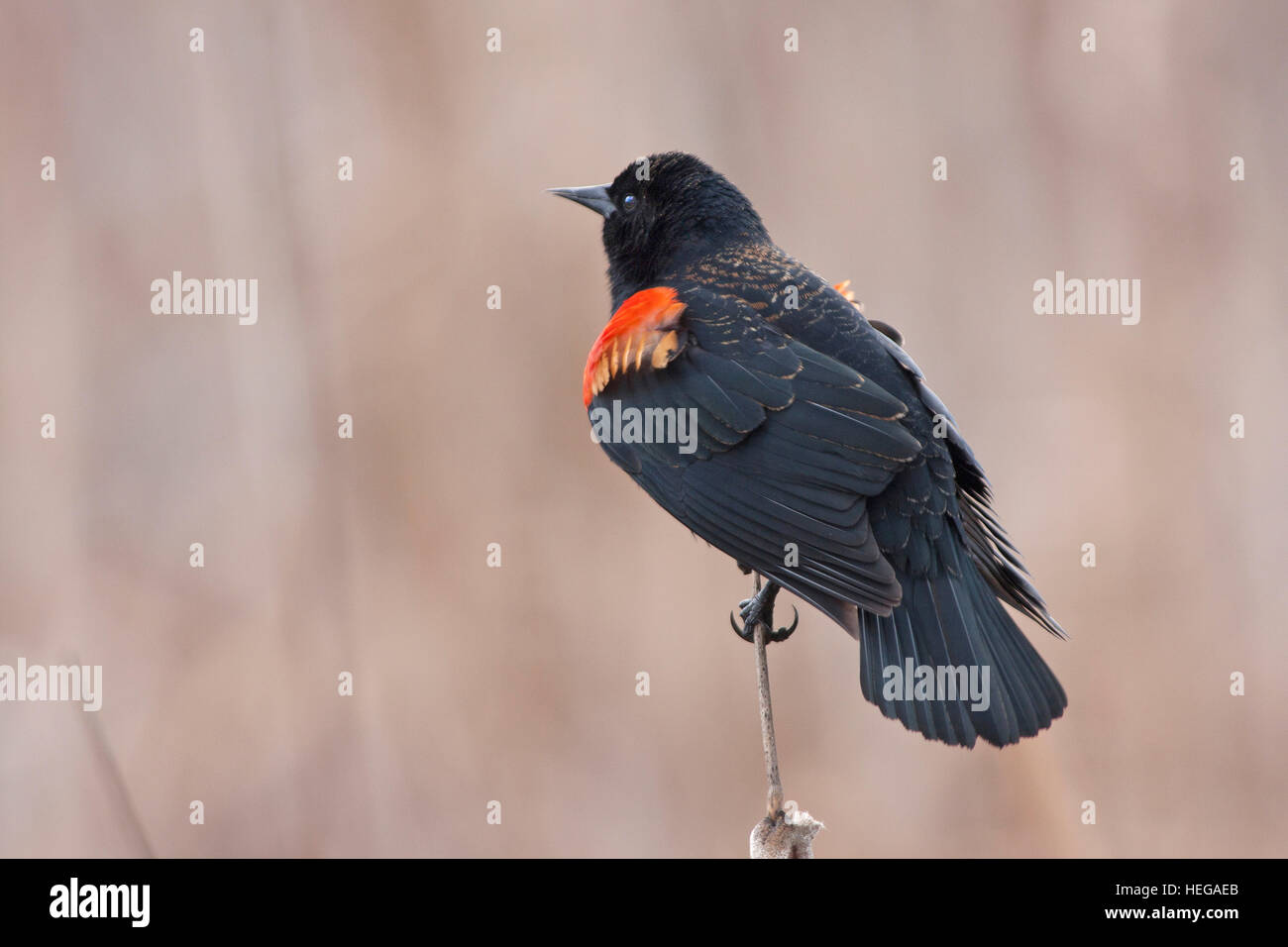 Rosso-ala Blackbird sulla levetta Foto Stock