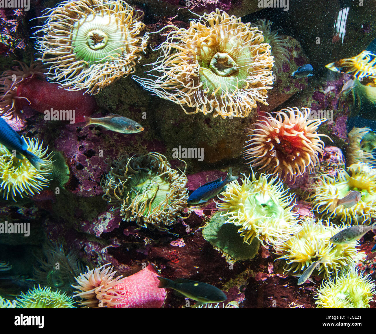 Riprese subacquee di fondo vivaci creature oceaniche Foto Stock