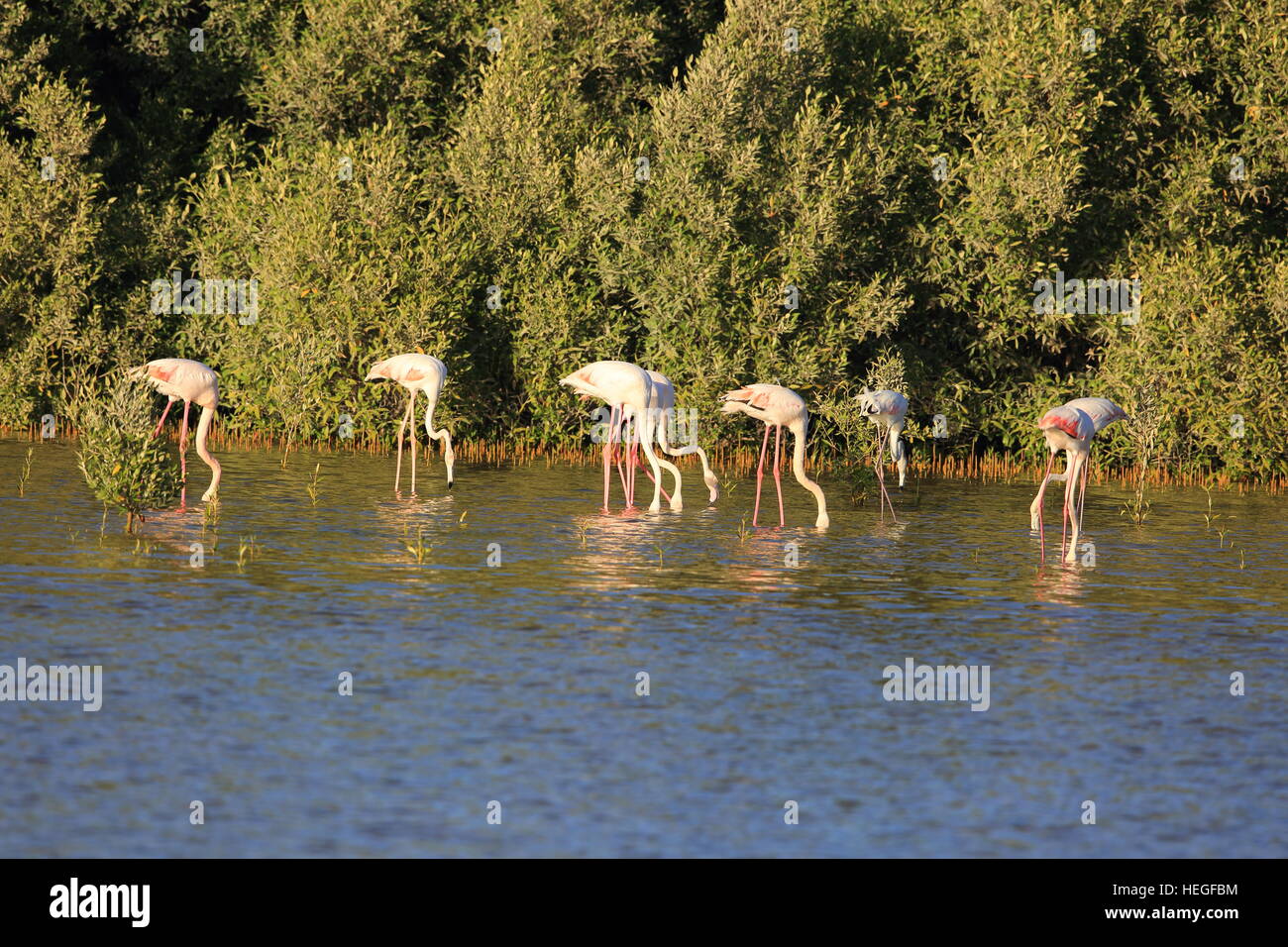 Fenicottero maggiore (Phoenicopterus roseus) a Dubai negli Emirati Arabi Uniti Foto Stock