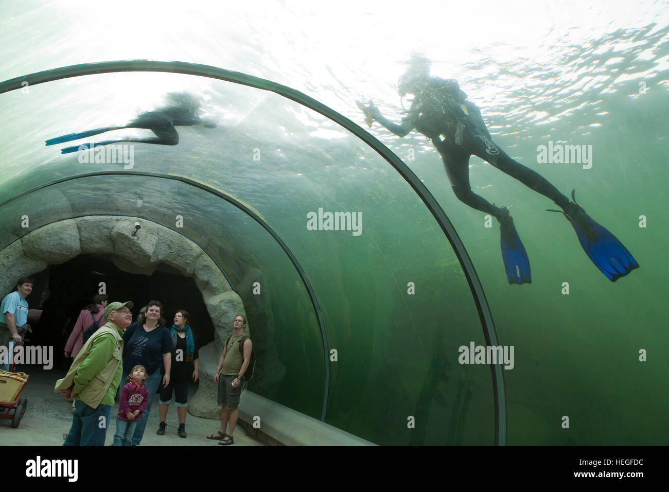 DEU, la Germania, la zona della Ruhr, Gelsenkirchen, lo zoo, tunnel sottomarino nel bacino di tenuta, frogman pulisce il vetro. Foto Stock