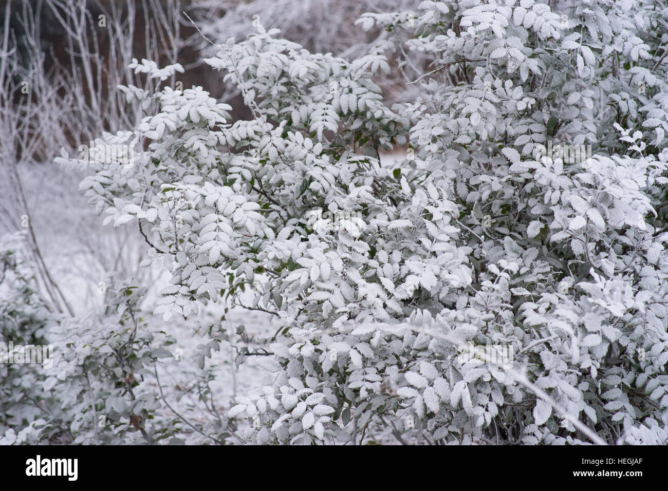 Ravvicinata di una boccola di colore verde in presenza di neve Foto Stock