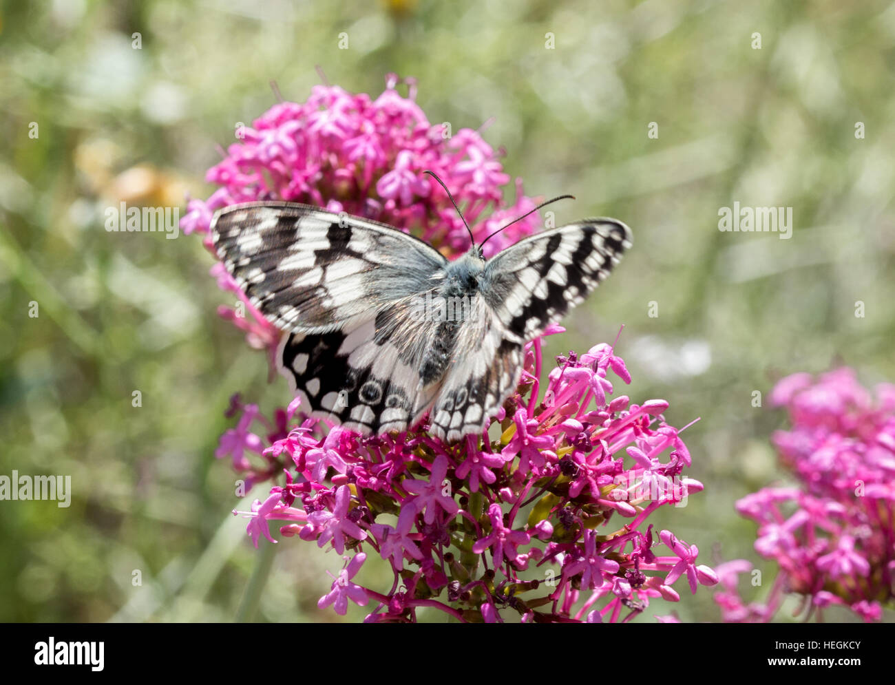 Balcani bianco marmo butterfly (Melanargia larissa) sul rosso fiori di valeriana in Grecia, Europa Foto Stock