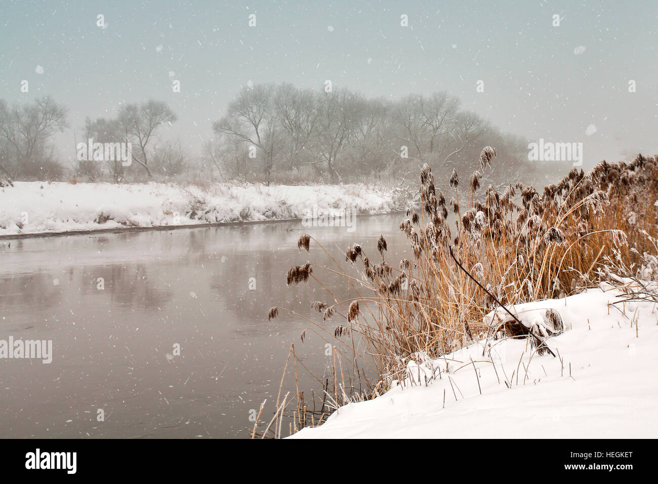 Nevicata oltre il fiume. Inverno misty nuvoloso meteo nevoso. La canna da zucchero e di erba sotto la neve e il gelo su una riva. Foto Stock