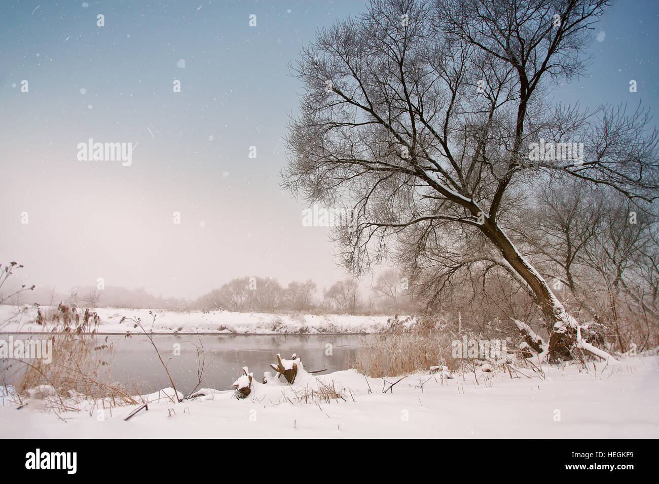 Nevicata oltre il fiume. Inverno misty nuvoloso meteo nevoso. La canna da zucchero e di erba sotto la neve e il gelo su una riva. Foto Stock