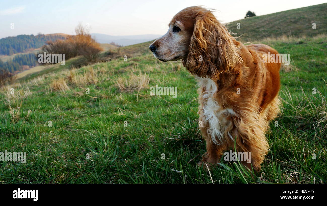 English cocker spaniel nel campo Foto Stock