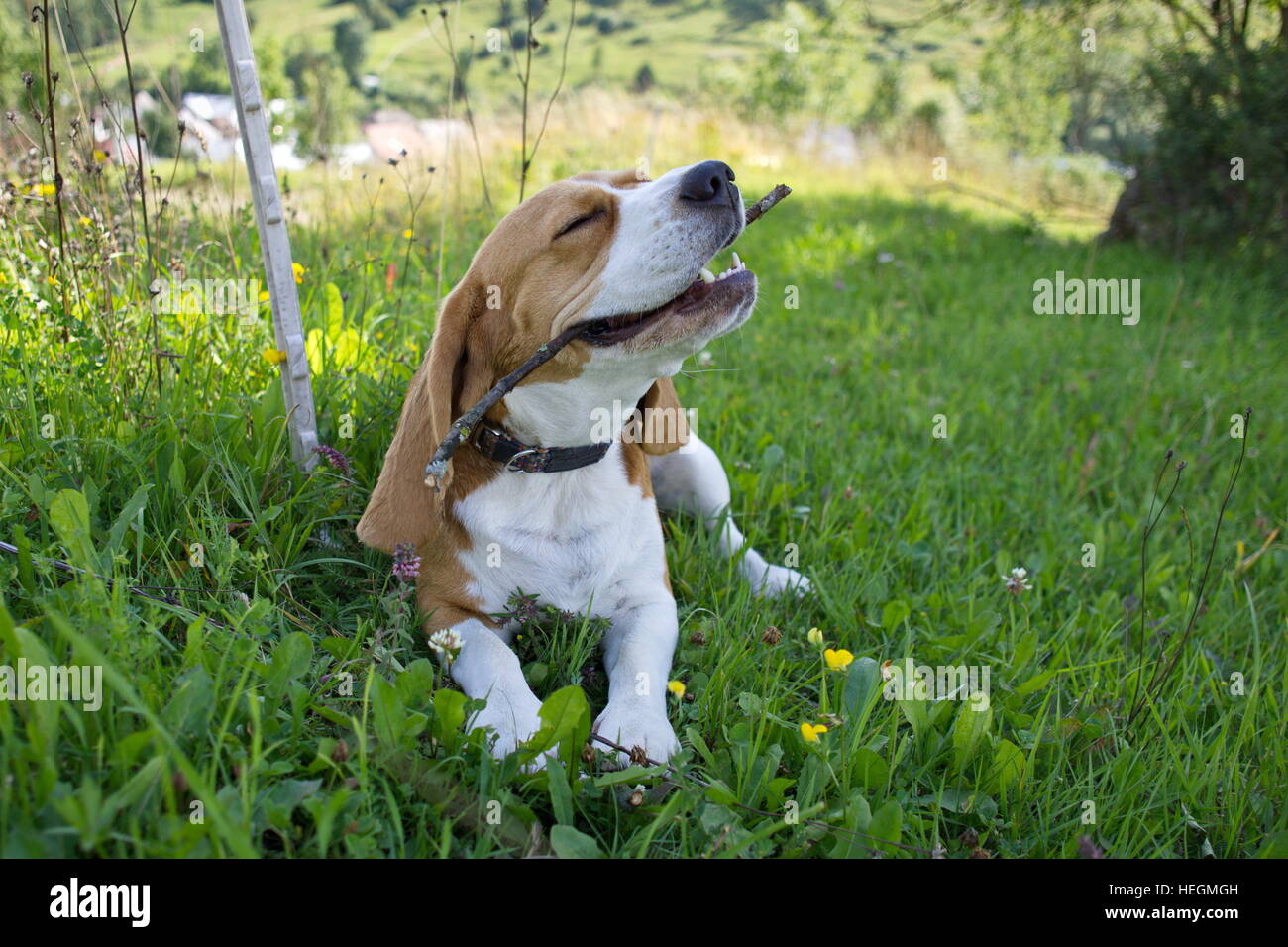 Cane Beagle con il bastone Foto Stock