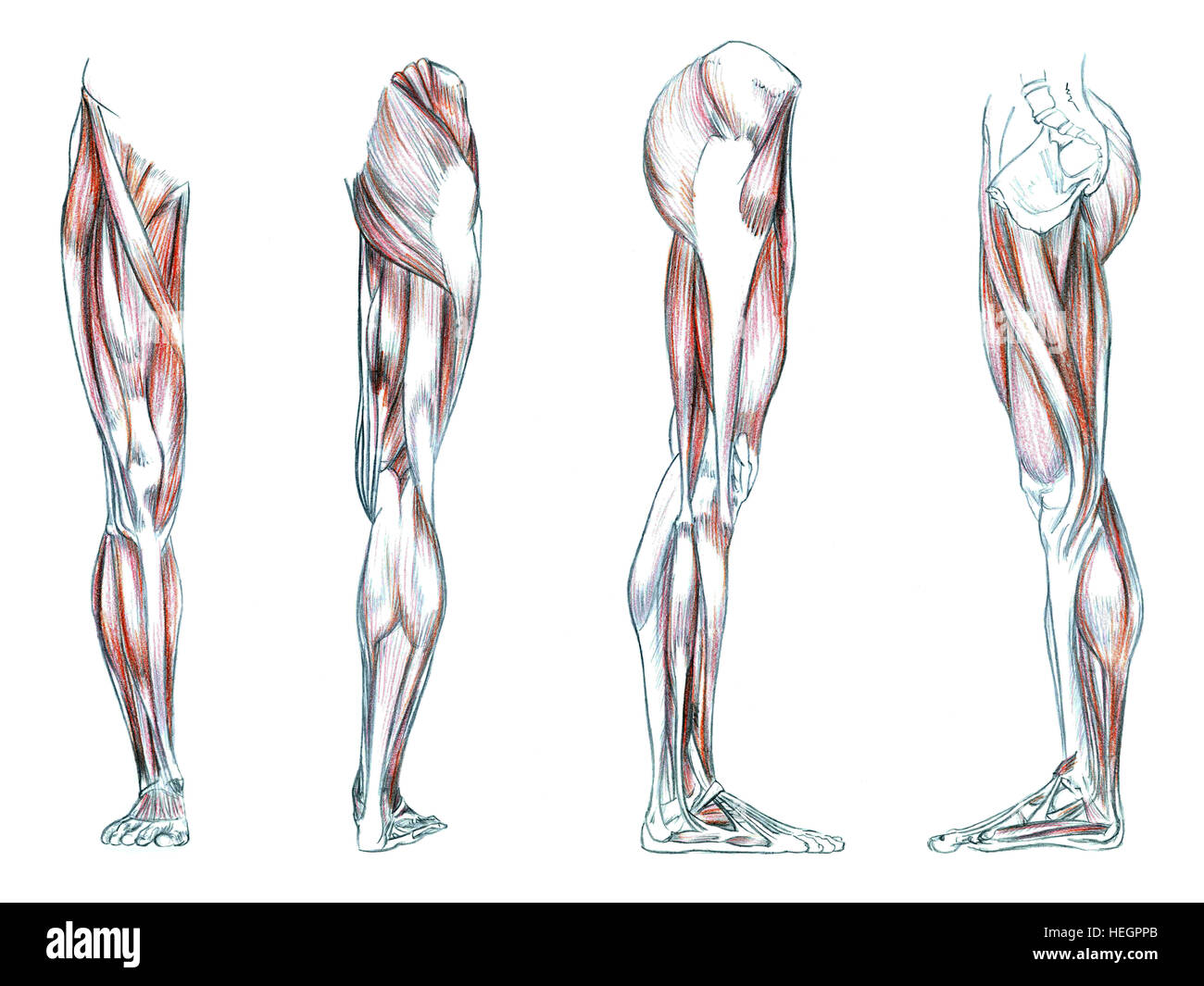 Muscoli della gamba, disegnato a mano Illustrazione medica disegno con imitazione litografia Foto Stock