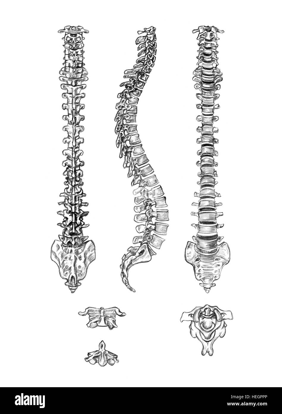 Spina dorsale (4 angoli) e vertebre, disegnato a mano Illustrazione medica disegno con imitazione litografia Foto Stock