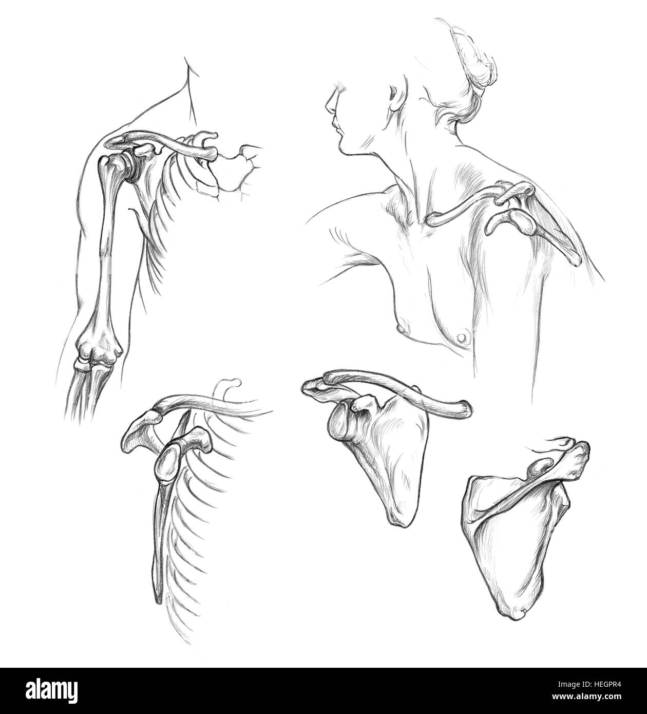 Le ossa della spalla, disegnato a mano Illustrazione medica disegno con imitazione litografia Foto Stock