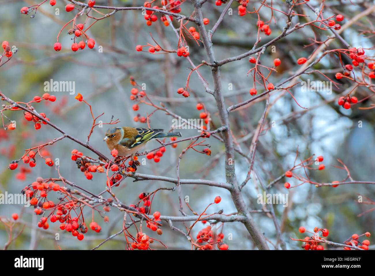 Fringuello seduti sui rami di un albero Rowan e mangia le bacche Foto Stock