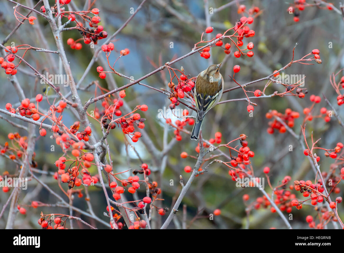 Fringuello seduto su rowan rami albero Foto Stock