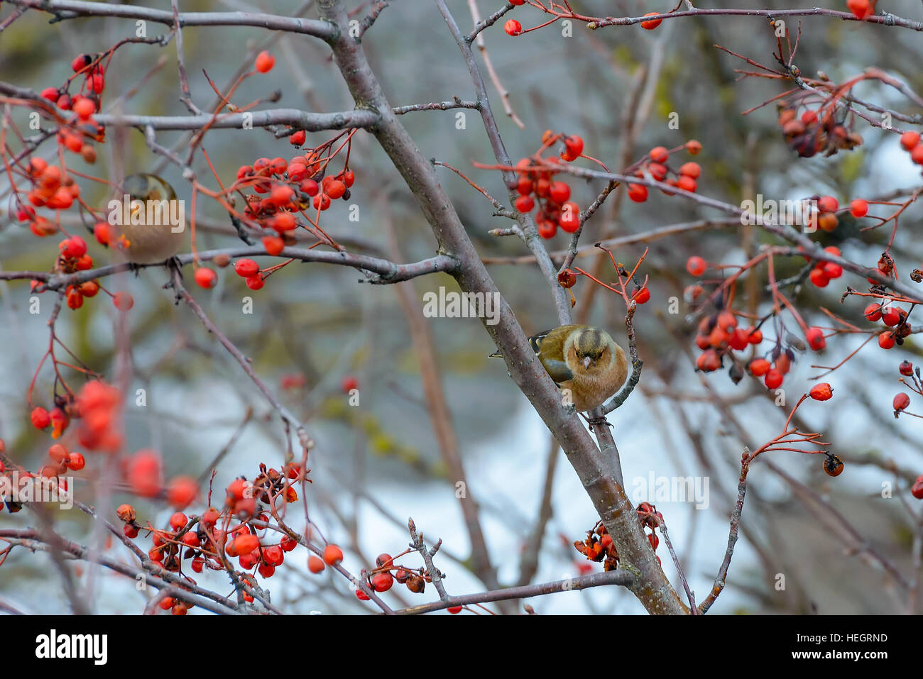 Fringuelli seduto su rowan filiali Foto Stock