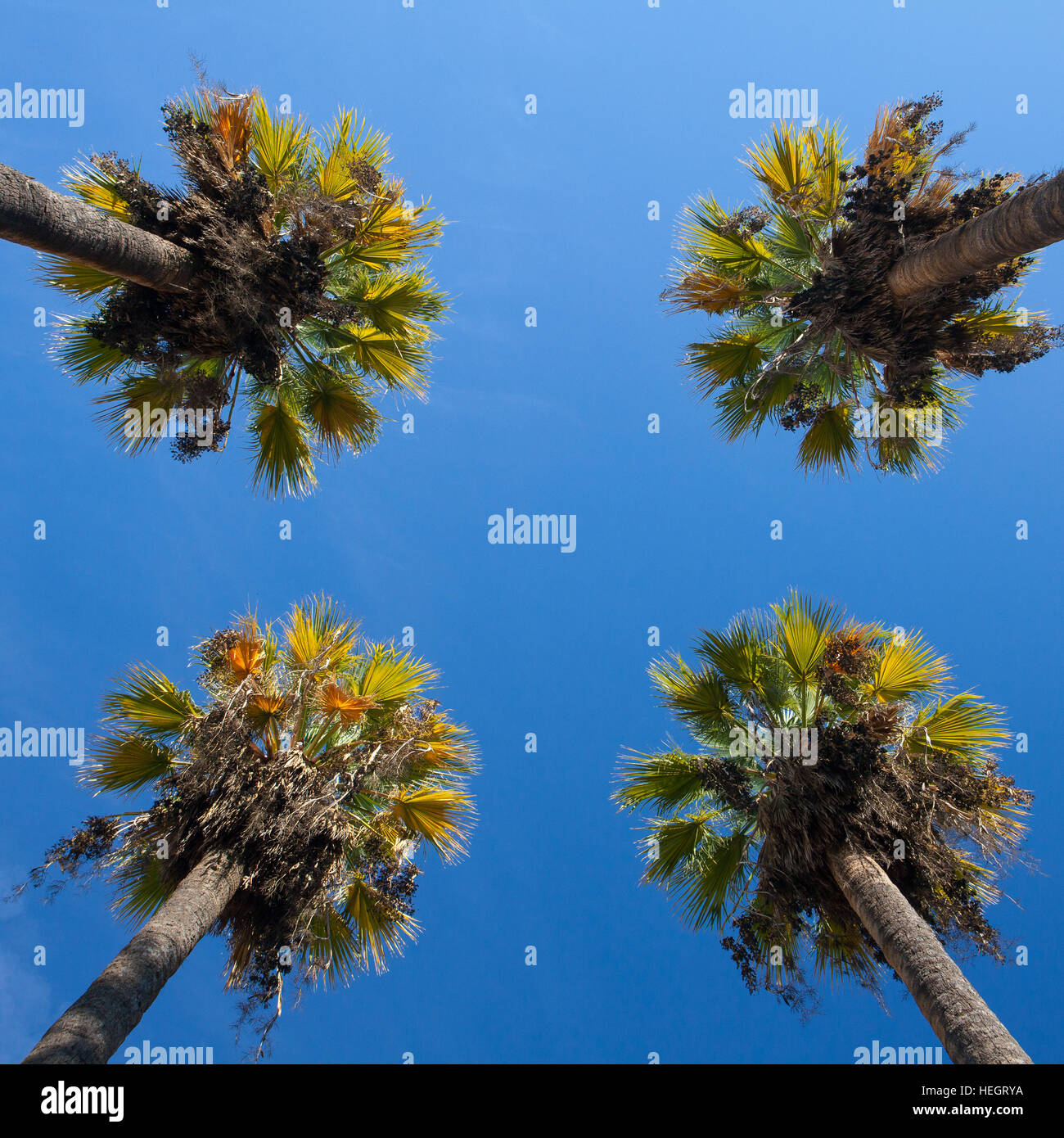 Nizza quattro palme nel cielo blu. Data palme.vista prospettica dal pavimento in alto Foto Stock