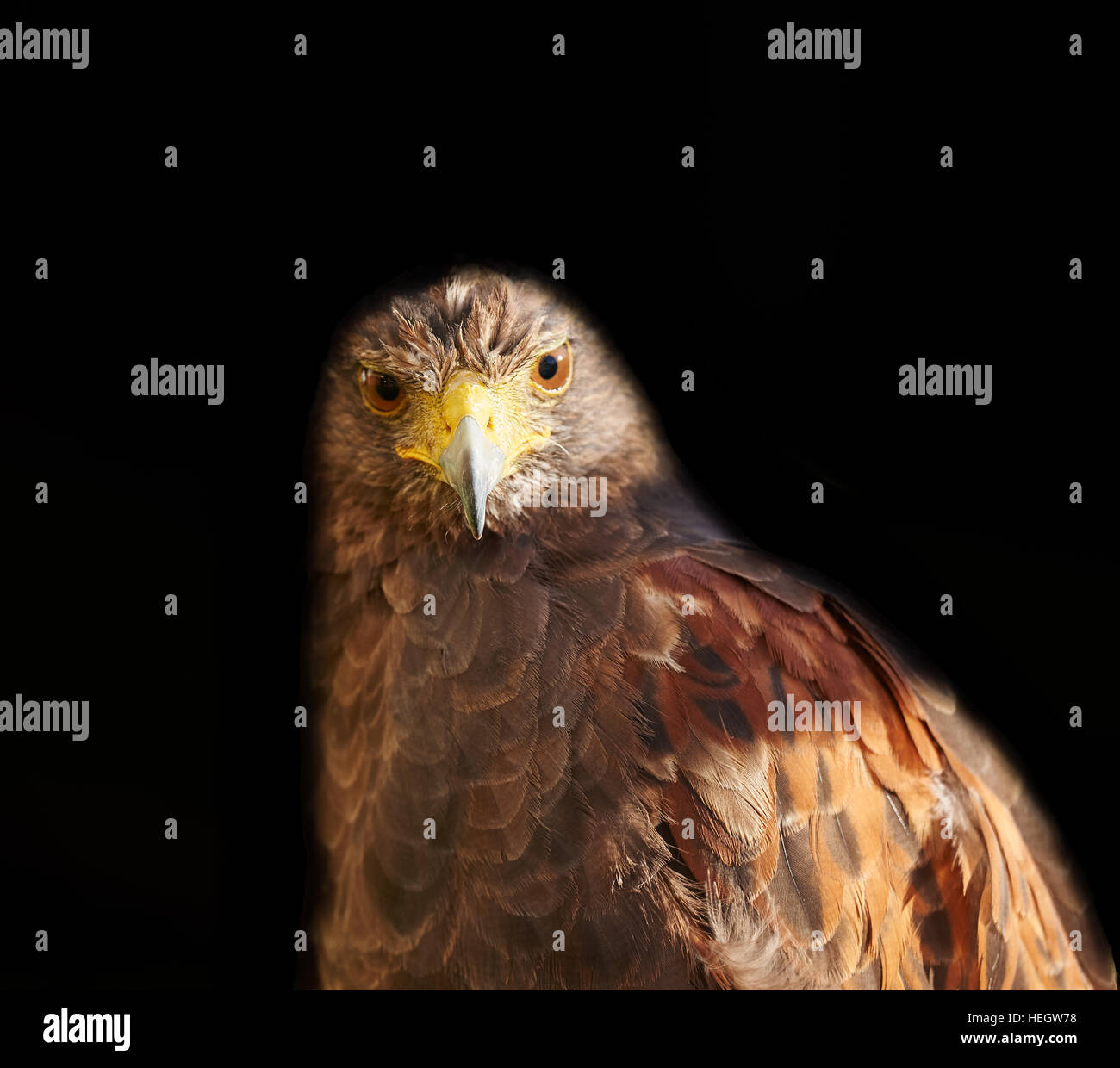 Gli uccelli rapaci - Harris Hawk isolato sul nero, Parabuteo unicinctus guardando la fotocamera Foto Stock