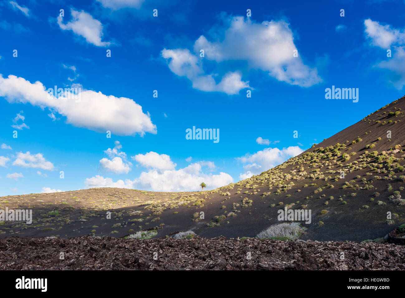 Lone Tree nel paesaggio vulcanico su Lanzarote Foto Stock