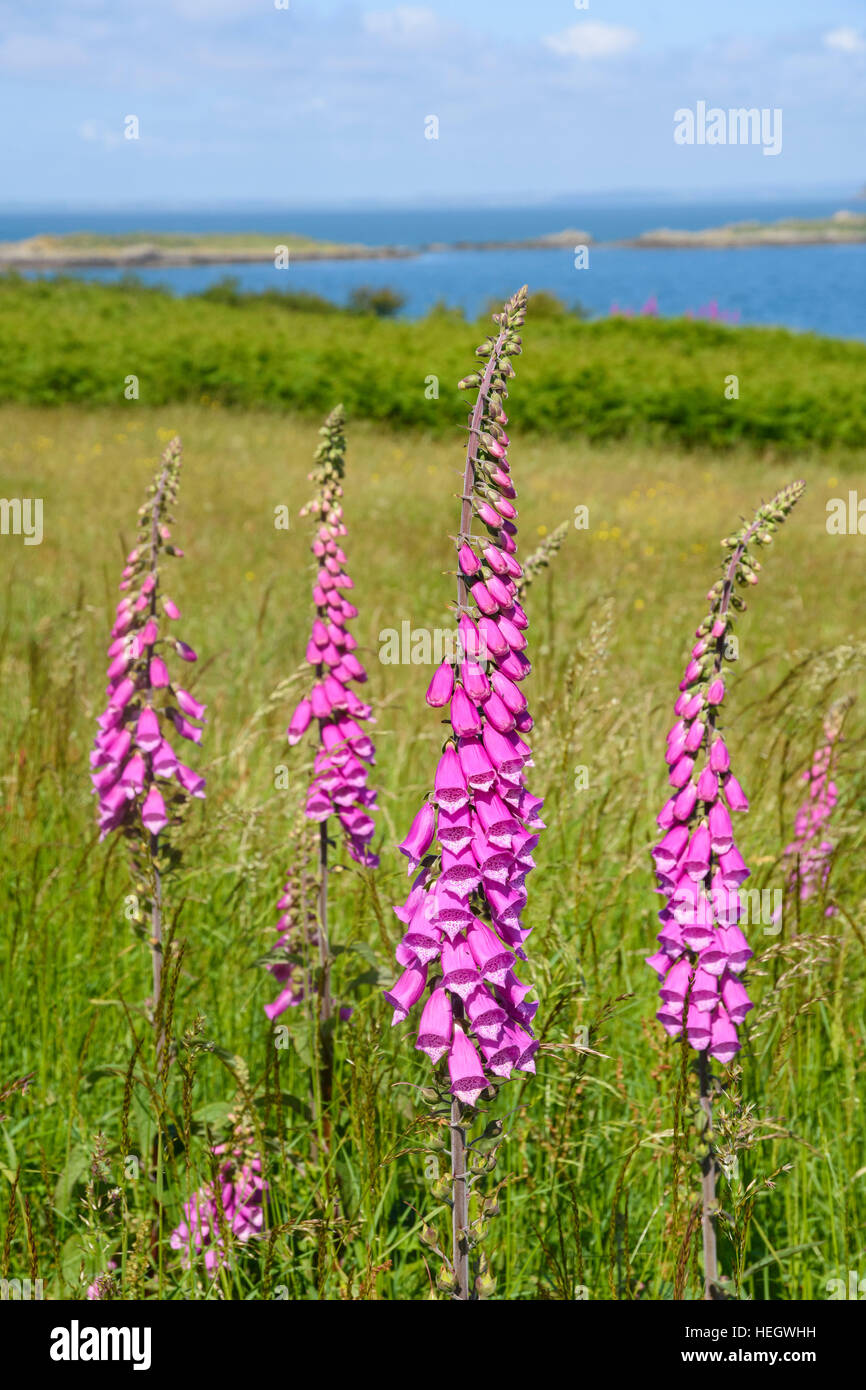 Foxglove, Digitalis purpurea, millefiori, Dumfries & Galloway, Scozia Foto Stock