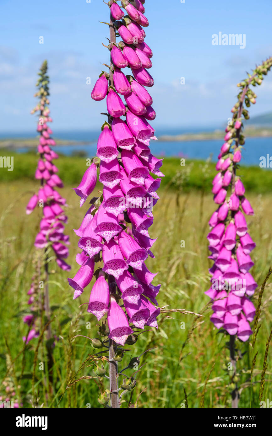 Foxglove, Digitalis purpurea, millefiori, Dumfries & Galloway, Scozia Foto Stock