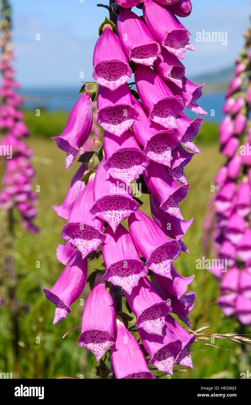 Foxglove, Digitalis purpurea, millefiori, Dumfries & Galloway, Scozia Foto Stock