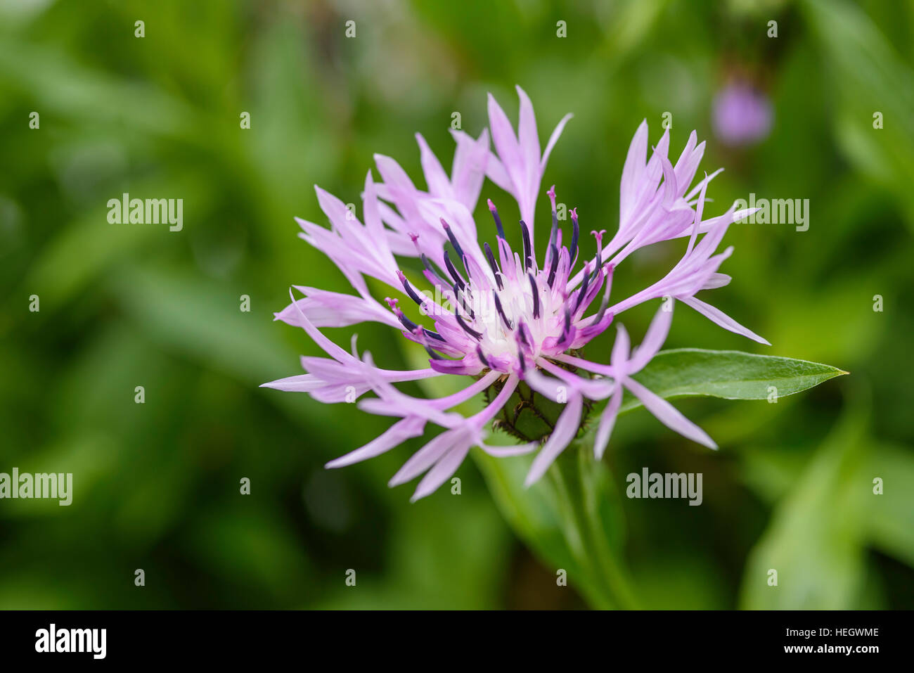Centaurea, giardino coltivato fiore Foto Stock