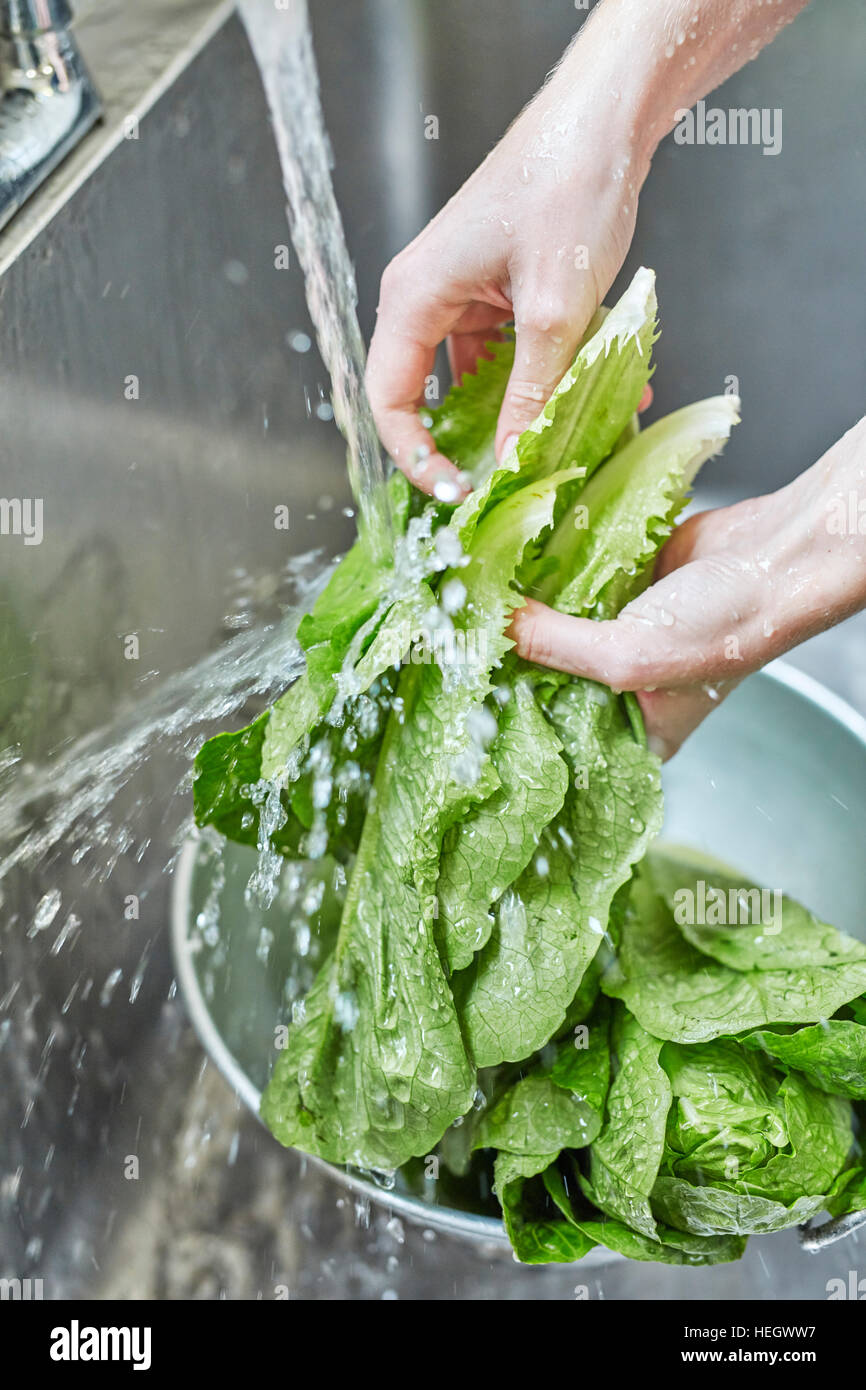 lavaggio a mano lattuga romaine Foto Stock