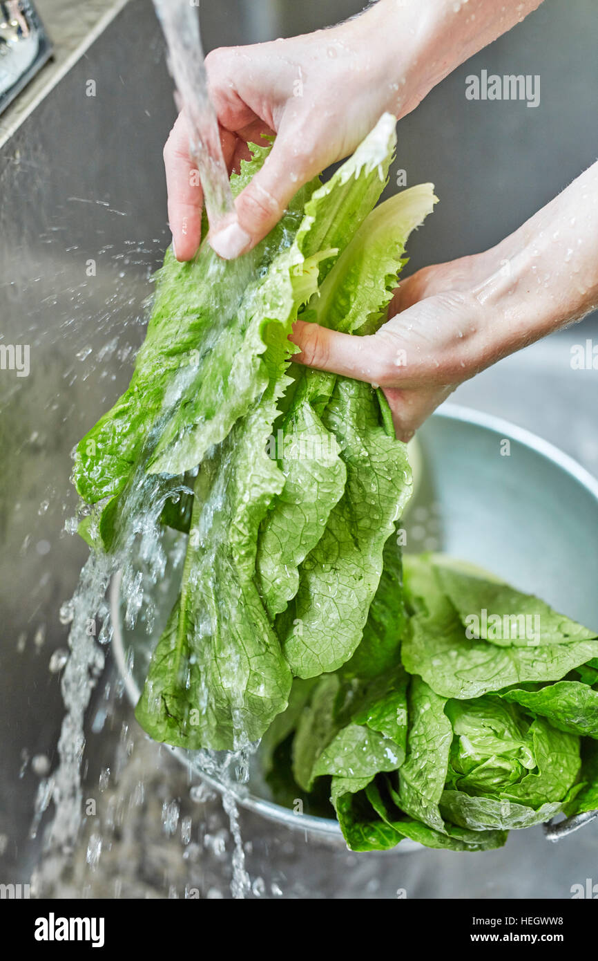 lavaggio a mano lattuga romaine Foto Stock