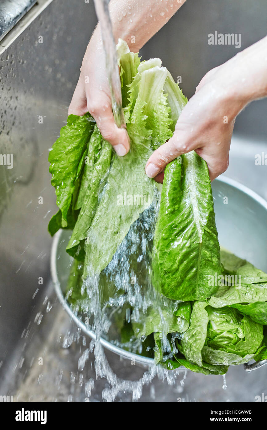 lavaggio a mano lattuga romaine Foto Stock
