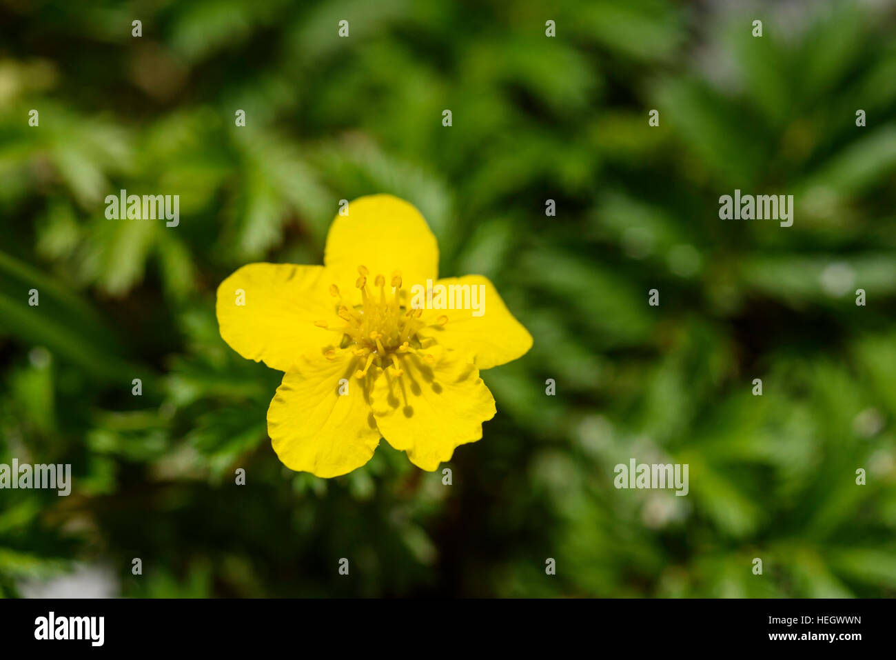 Silverweed, Potentilla anserina, millefiori, Carrick, Dumfries & Galloway, Scozia Foto Stock