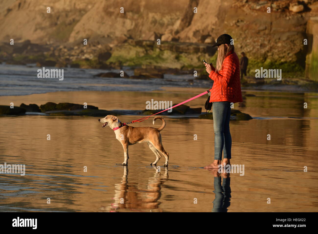 Donna controllo smart telefono cellulare mentre il cane a camminare su una spiaggia al tramonto a San Diego, California. Foto Stock