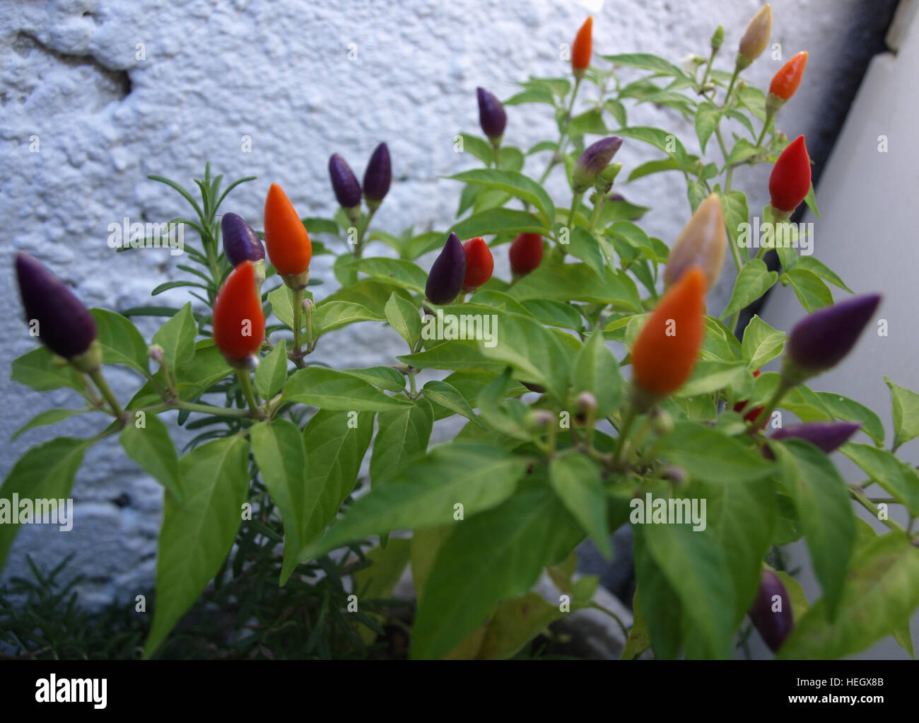 Pianta di Chili con peperoncini di vario grado di maturazione Foto Stock