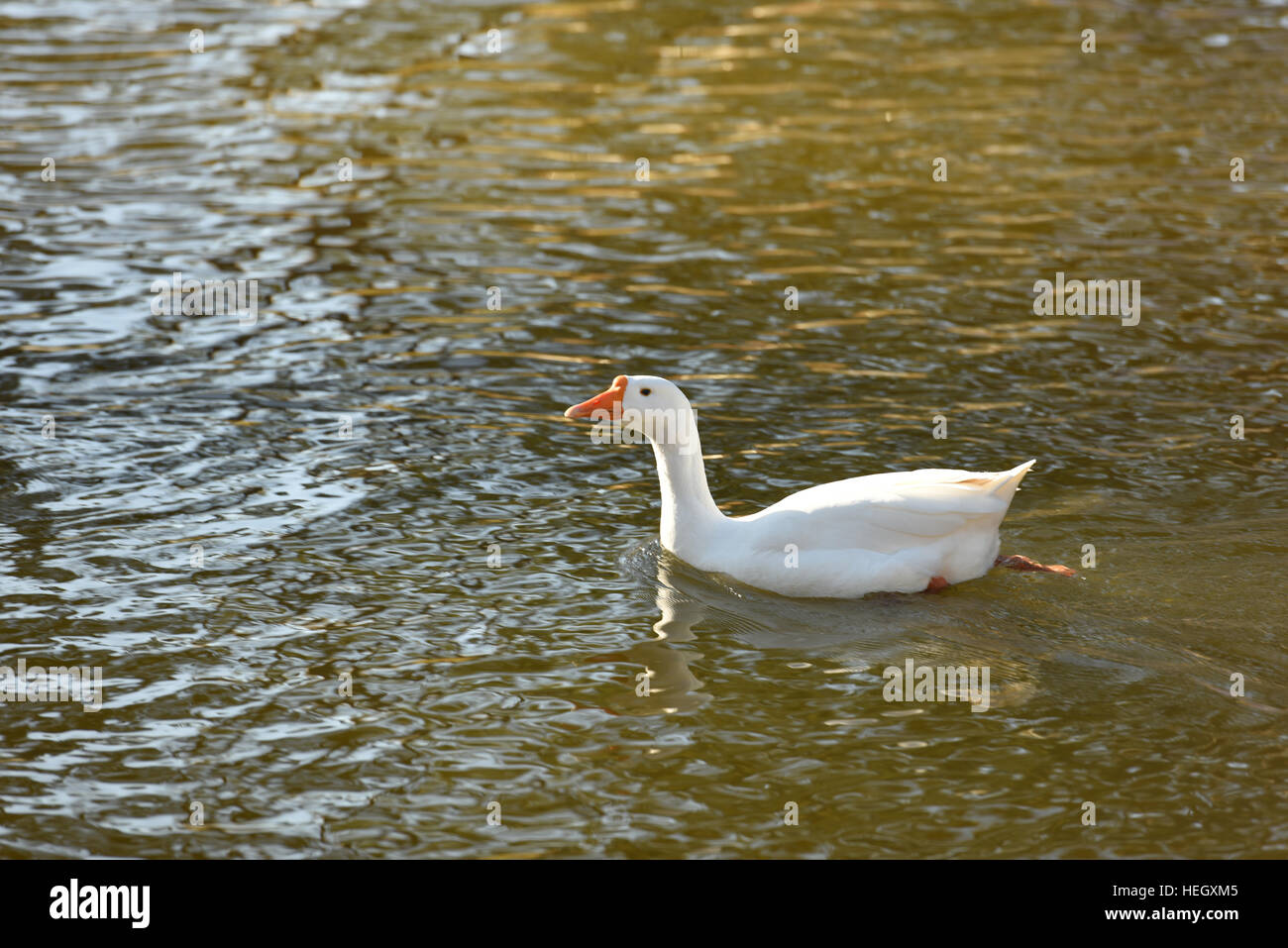 Duck in a River, Street Photography Foto Stock