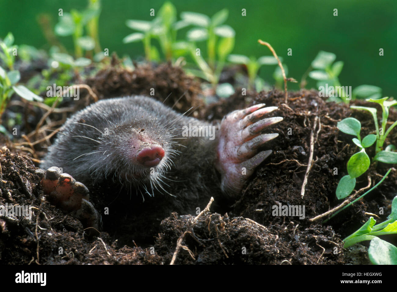 Close up della Comunità mole (Talpa europaea) emergenti da molehill / mole hill nel giardino e mostrando grande, a forcella-come zampe anteriori con enormi artigli Foto Stock