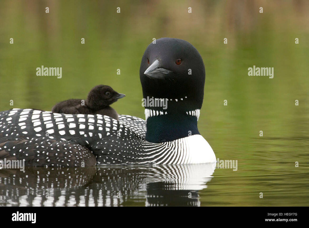 Loon comune con pulcino equitazione sulla schiena, Alaska Foto Stock