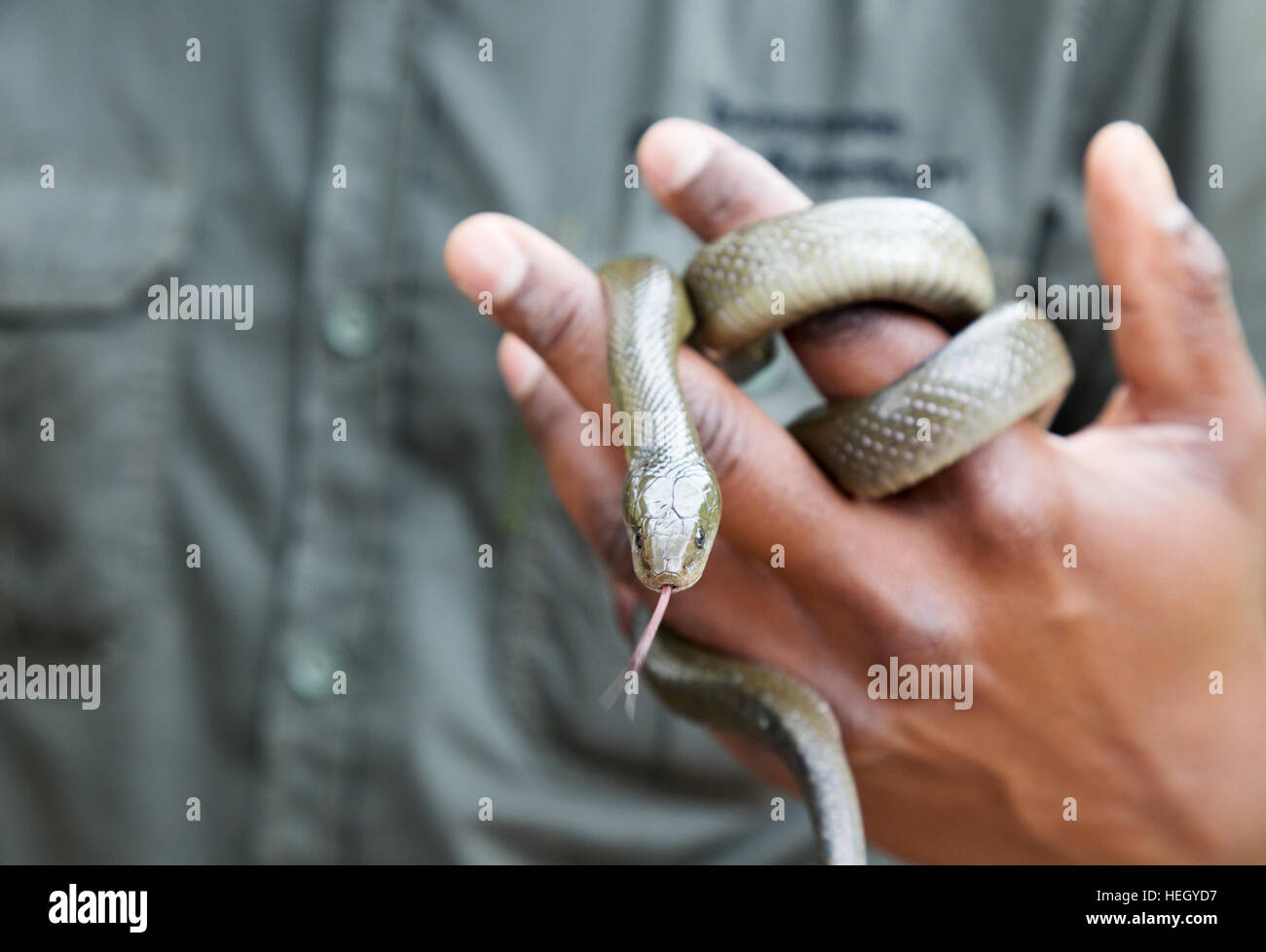 Gestore di serpente la manipolazione di un non-velenosi casa del capo serpente, Sud Africa Foto Stock