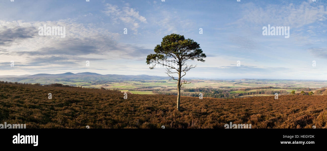 Lone di pino silvestre su moro sopra Hepburn guarda i campi e le lontane colline Cheviot in Northumberland Foto Stock