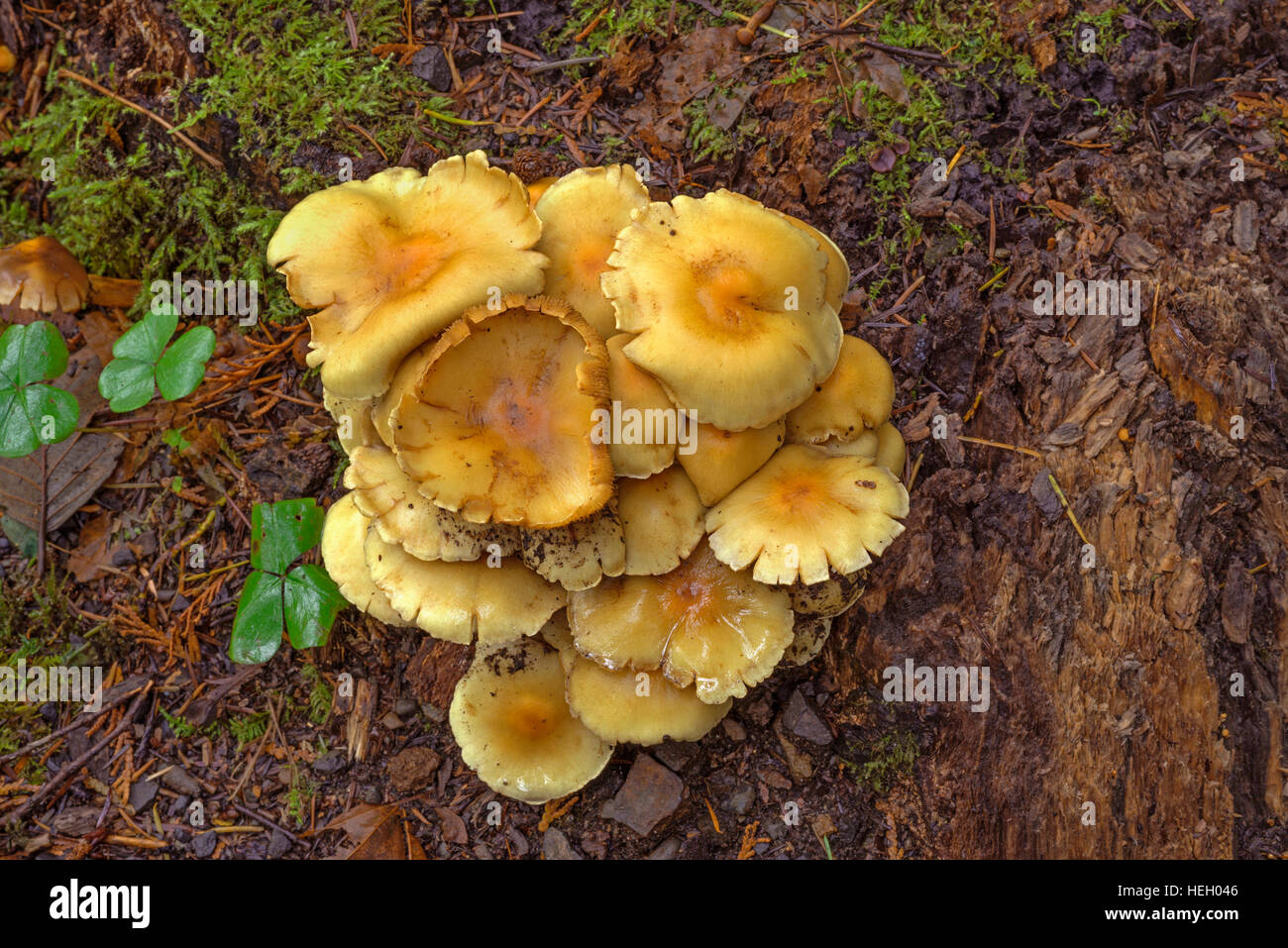 Stati Uniti d'America, Oregon, la cascata di gamma, Wildwood Recreation Site, funghi e foglie di legno sorrel crescente sul suolo della foresta. Foto Stock