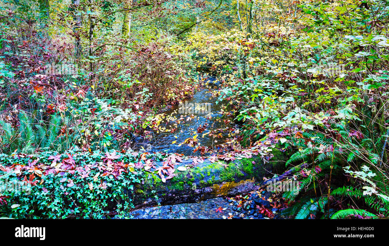 Autunno a colori in stato di acqua salata Park, King County, Washington. Foto Stock