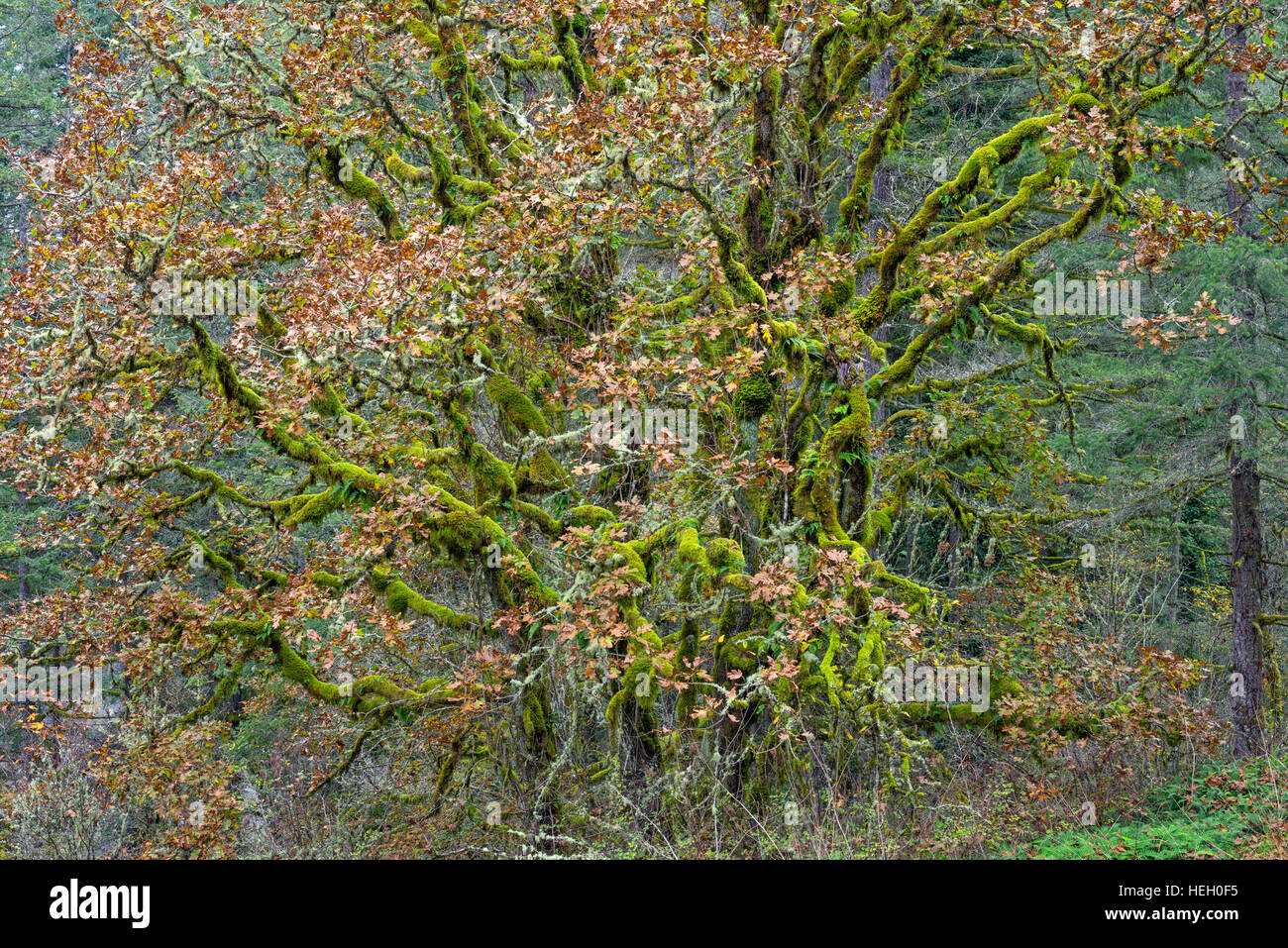 Stati Uniti d'America, Washington, Camas, Lacamas Park, tronchi multipli di moss-laden Oregon quercia bianca e foglie di autunno. Foto Stock