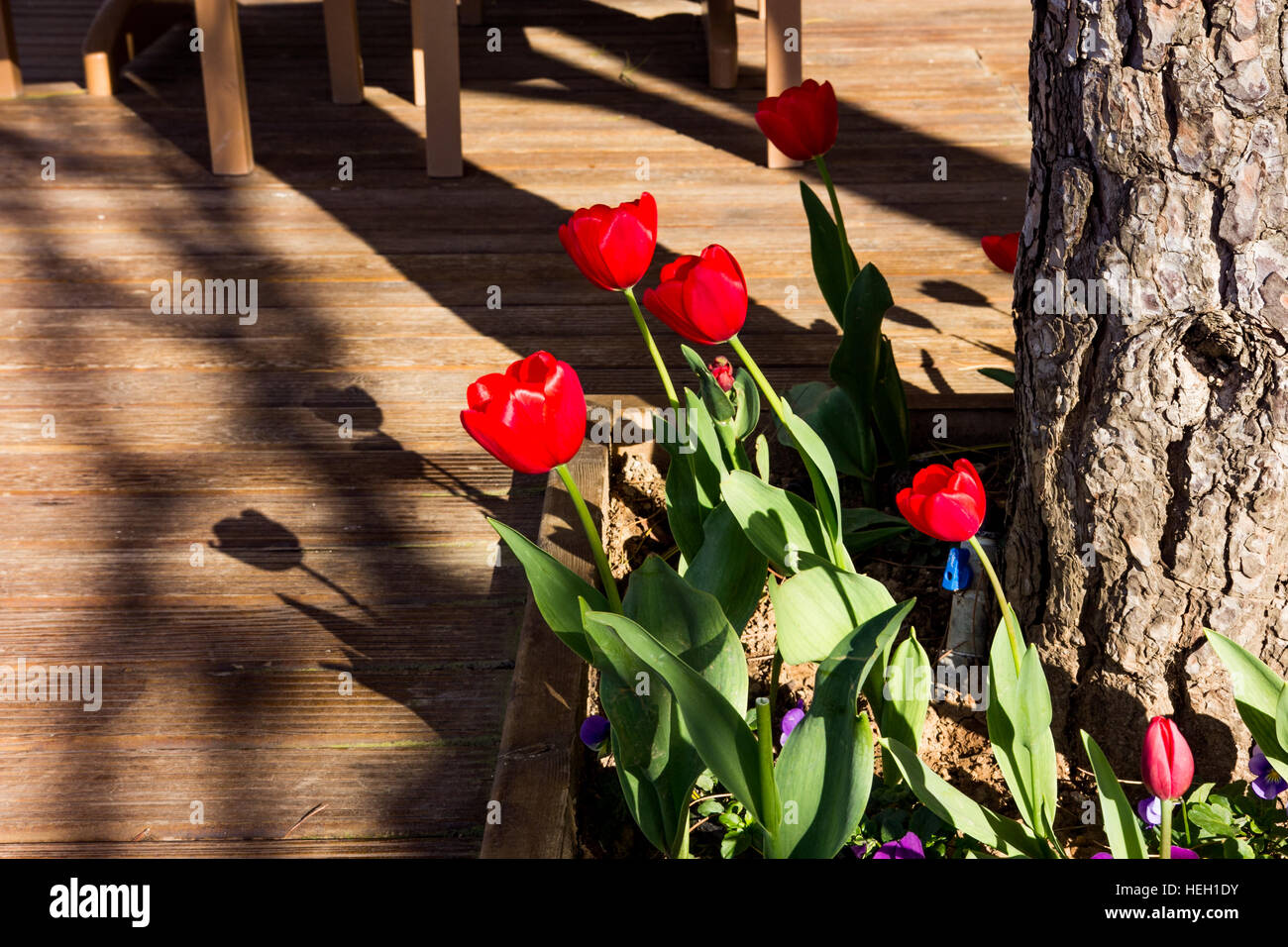 I tulipani in primavera. Foto Stock